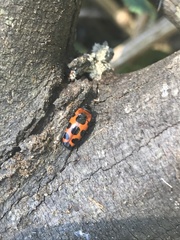 Episcaphula australis