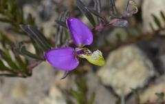 Polygala peduncularis
