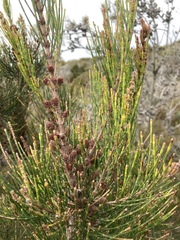 Allocasuarina paludosa