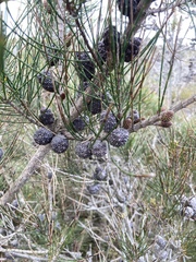 Allocasuarina paludosa