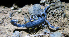 Uroplectes flavoviridis