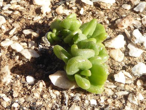 Tylecodon racemosus