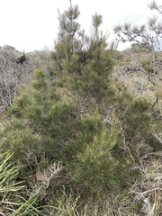 Allocasuarina paludosa