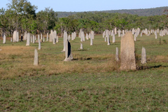 Amitermes meridionalis