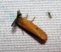 Bracharoa quadripunctata