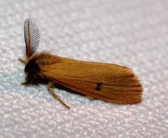 Bracharoa quadripunctata