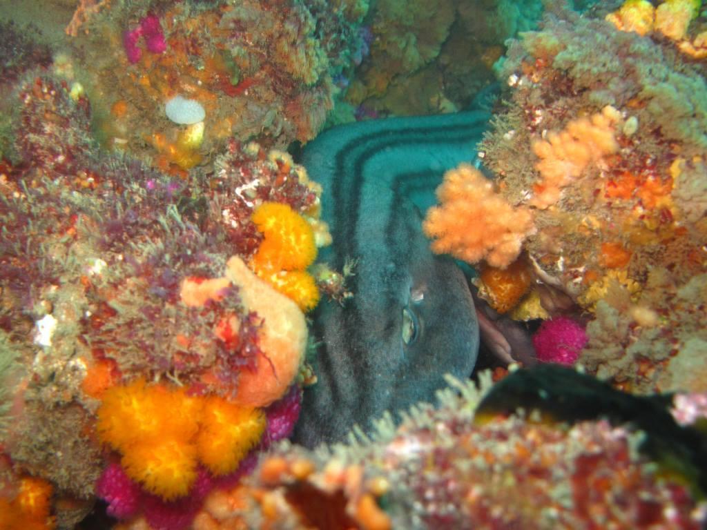 Species image