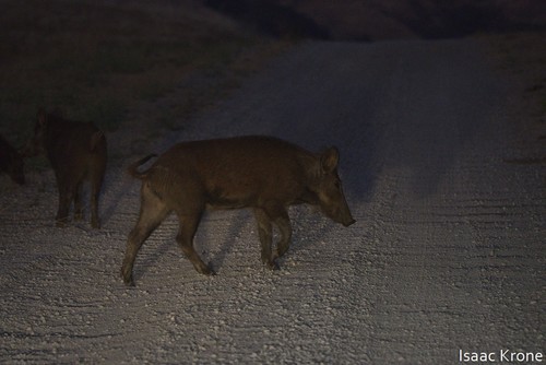 iNaturalist observation photo of Wild Boar