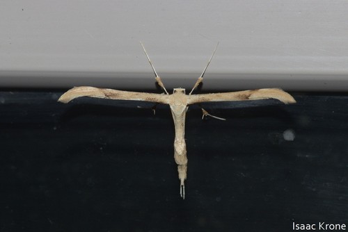 iNaturalist observation photo of Plume Moths
