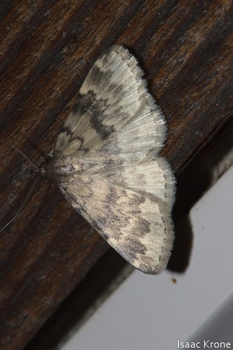 iNaturalist observation photo of Idia