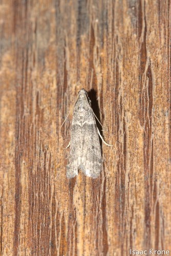 iNaturalist observation photo of Phycitini