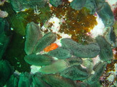 Pentacta doliolum
