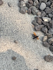 Calopompilus pyrrhomelas