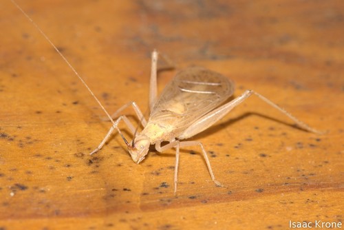 iNaturalist observation photo of Western Tree Cricket