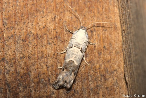 iNaturalist observation photo of Pelochrista eburata