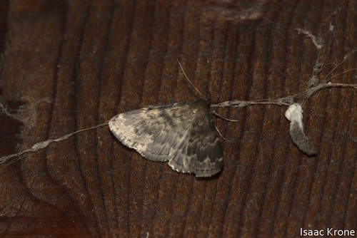 iNaturalist observation photo of Idia