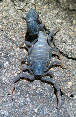 Parabuthus transvaalicus
