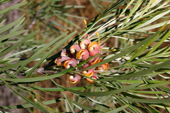 Grevillea refracta