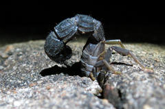 Parabuthus transvaalicus