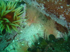 Thyone aurea