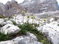 Sesleria sphaerocephala