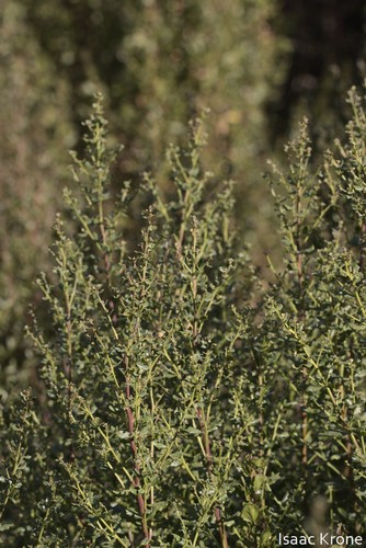 iNaturalist observation photo of coyote brush