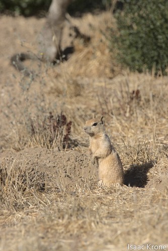 iNaturalist observation photo of California Ground Squirrel