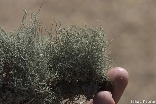 iNaturalist observation photo of beard lichens
