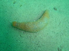 Thyone aurea