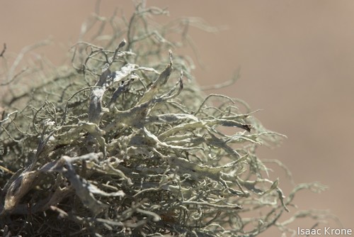 iNaturalist observation photo of Common Lichens