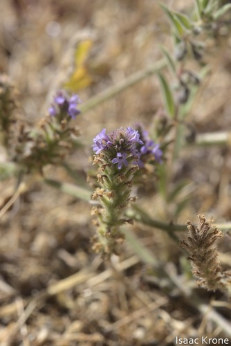 iNaturalist observation photo of western vervain