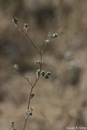 iNaturalist observation photo of common hareleaf