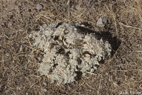 iNaturalist observation photo of turkey mullein