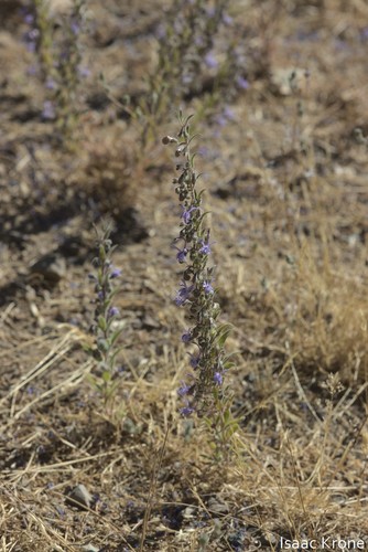 iNaturalist observation photo of Vinegar Weed