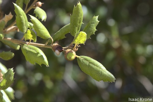 iNaturalist observation photo of coast live oak