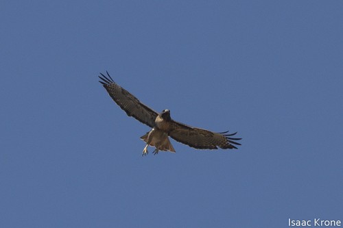 iNaturalist observation photo of Red-tailed Hawk
