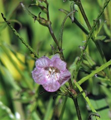 Agalinis communis