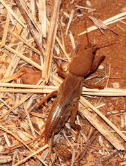 Gryllotalpa africana