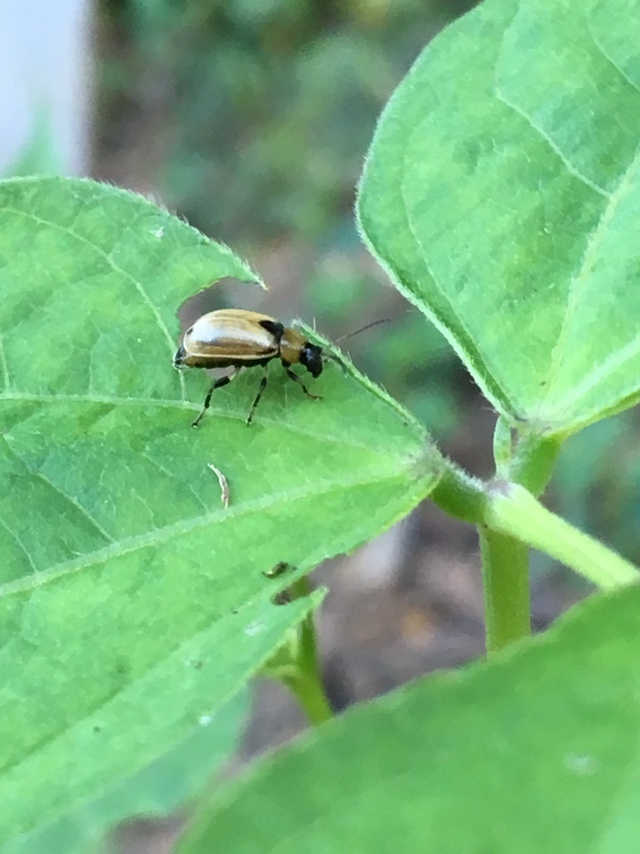 Bean Leaf Beetle in September 2021 by mossbirb. About 6 mm long ...