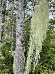 Usnea barbata