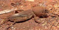 Gryllotalpa africana