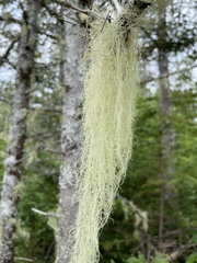 Usnea barbata