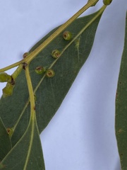 Opodiphthera eucalypti