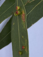 Opodiphthera eucalypti