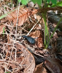 Scaphinotus angusticollis