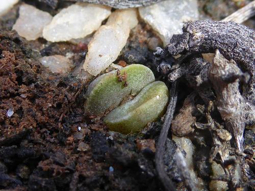 Adromischus marianiae f. hallii 2