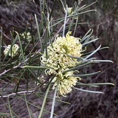 Hakea tephrosperma