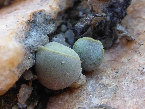 Adromischus marianiae f. hallii 3