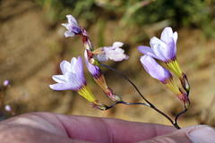Ixia contorta