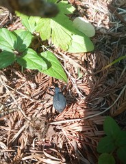 Scaphinotus angusticollis